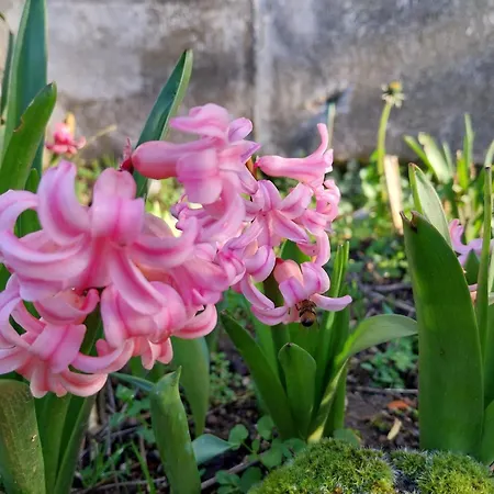 Chez Lilian & Isa بوزاوغيس